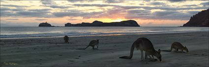 Kangaroos at sunrise - Cape Hillsborough NP - QLD (PBH4 00 15217)